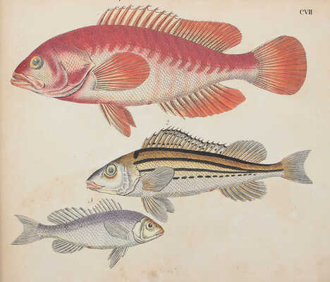 [Естествознание в картинках с пояснительным текстом профессора д-ра Штрака, изданное литографическим институтом], 1819